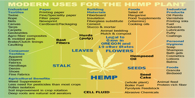 hemp1